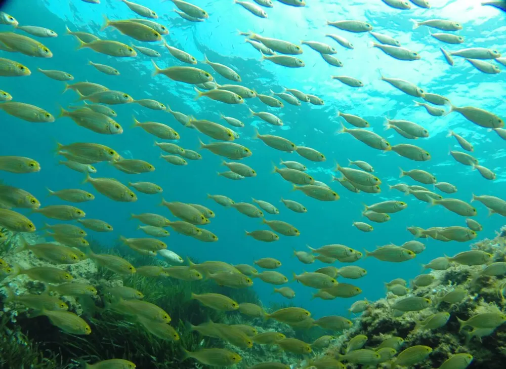 Plàncton Diving - Buceo y snorkel con oceanógrafas en l'Ametlla, foto 2 de 4
