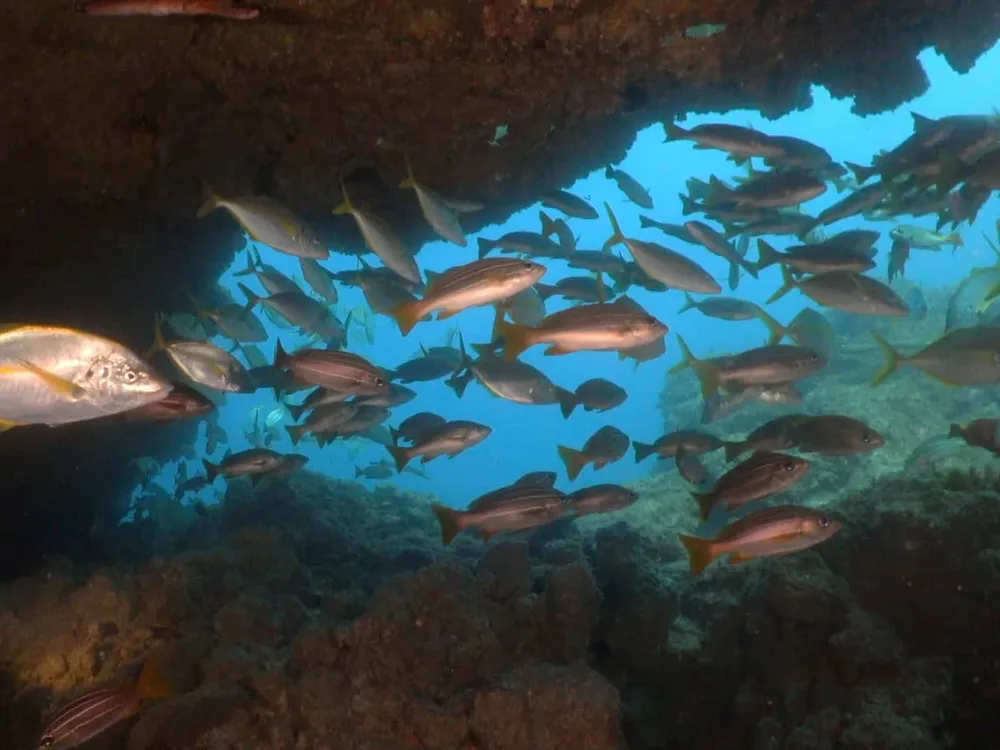 Deep Fin - Centro de buceo SSI y PADI en Las Galletas, Tenerife, Foto 4 von 4