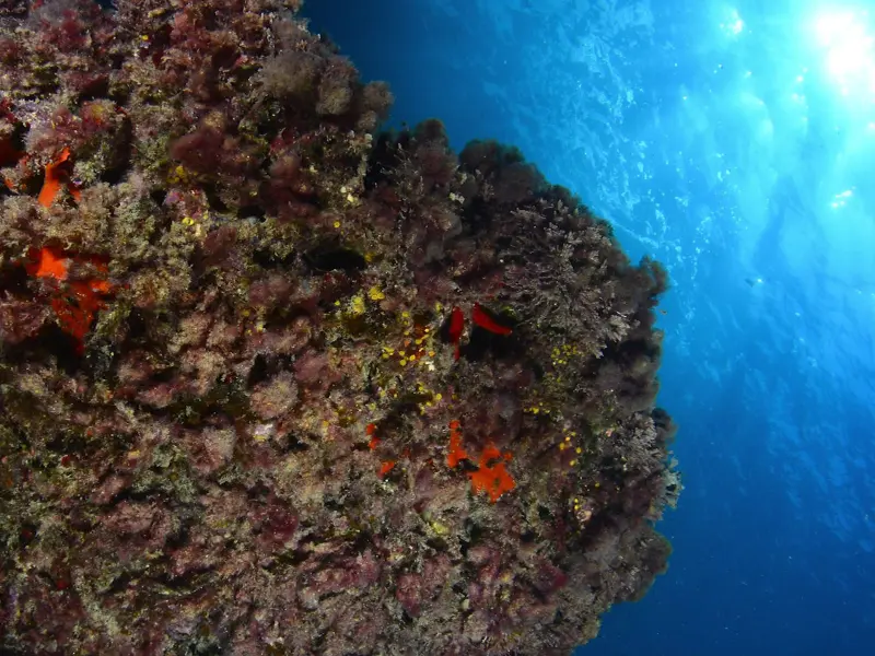 Slide image  1