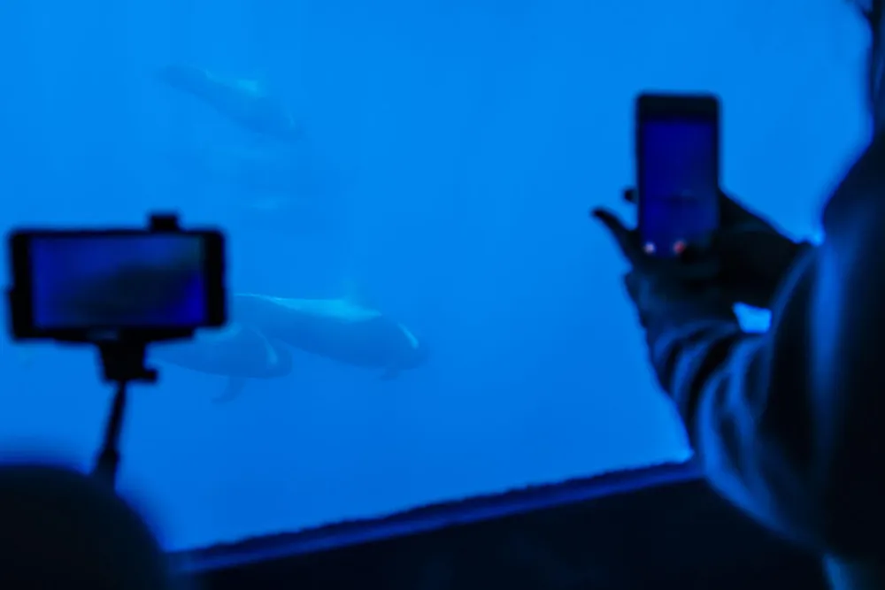 Tenerife Dolphin - Avistamiento de ballenas y delfines desde Puerto Colón, фото 4 из 4