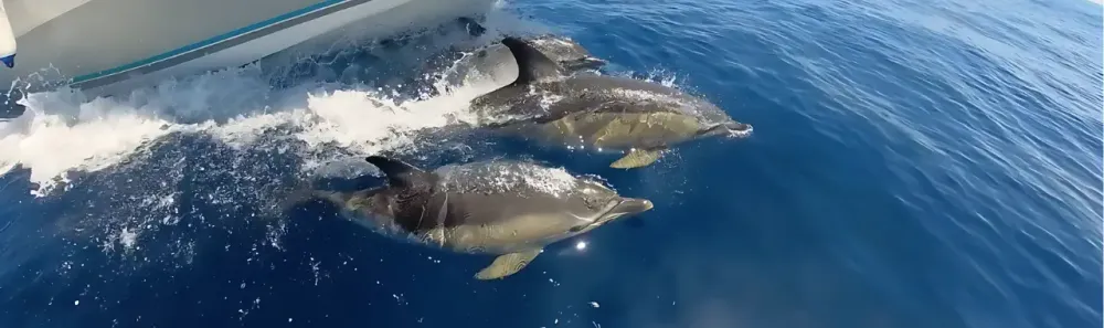 Sea Love Experience - Barco privado con patrón en Benalmádena, foto 4 de 4