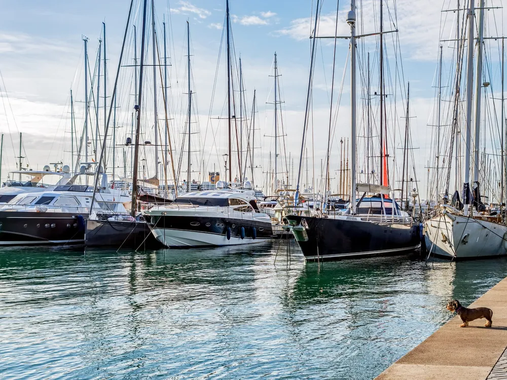 Network Yacht Brokers Mallorca - Compraventa de yates en Palma, photo 2 sur 4