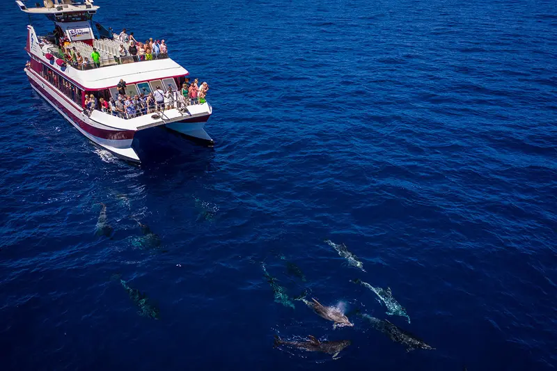 Tenerife Dolphin - Avistamiento de ballenas y delfines desde Puerto Colón, фото 3 из 4