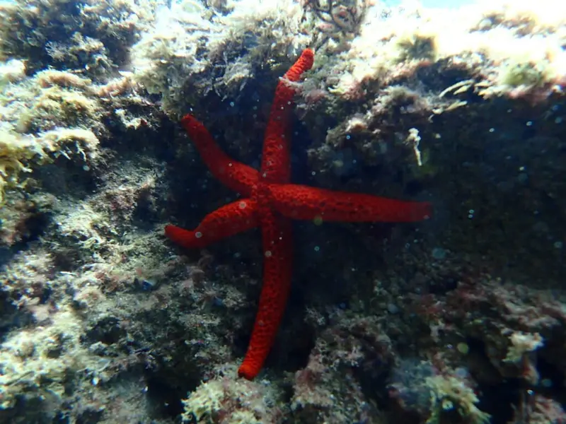 Plàncton Diving - Buceo y snorkel con oceanógrafas en l'Ametlla, foto 3 de 4