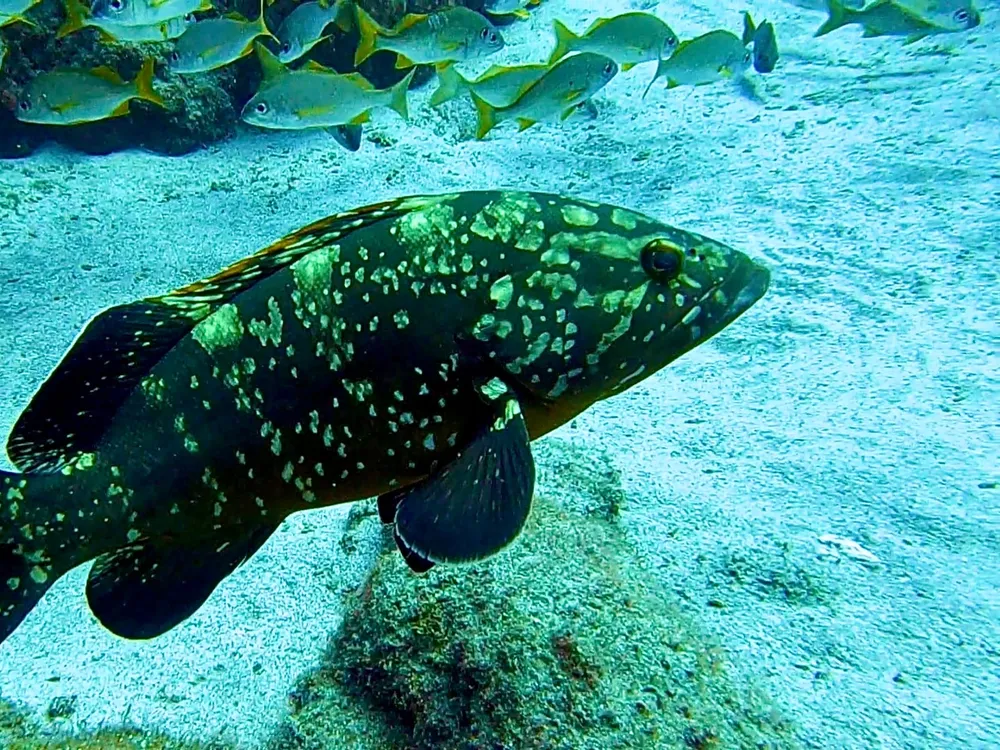 Mon Diving - Centro PADI 5 Estrellas en Dénia, Foto 4 von 4
