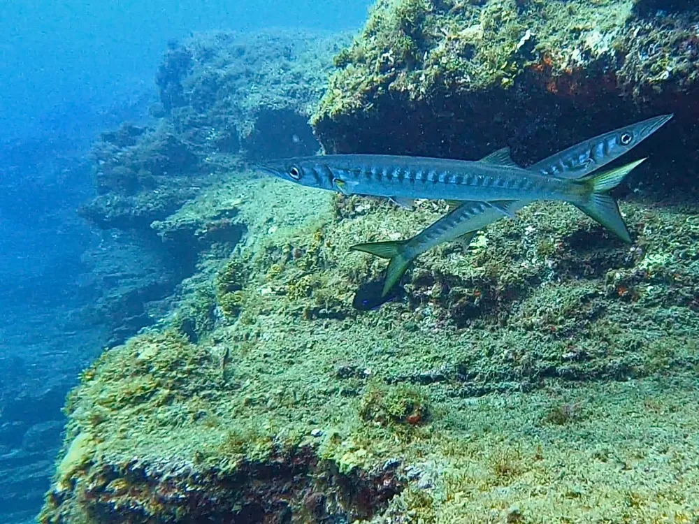 Mon Diving - Centro PADI 5 Estrellas en Dénia, Foto 3 von 4