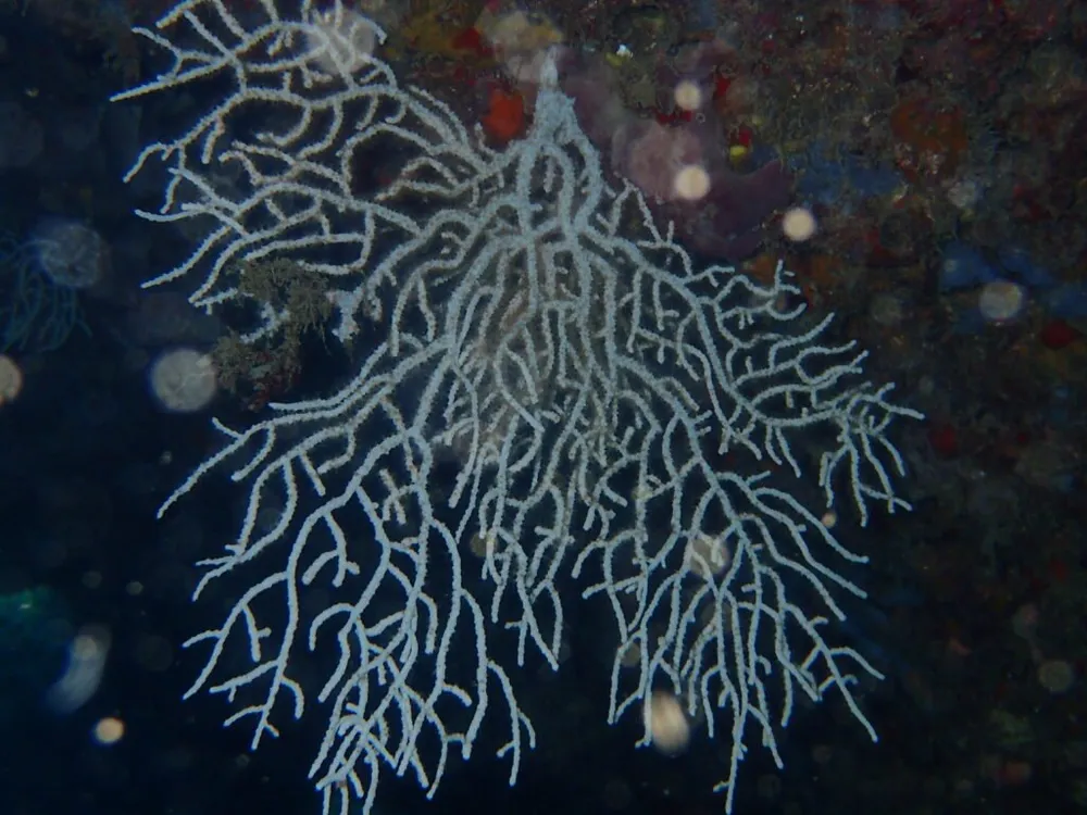 Plàncton Diving - Buceo y snorkel con oceanógrafas en l'Ametlla, foto 4 de 4