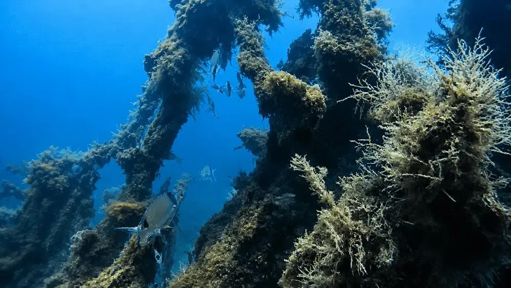 All Blue Diving - Buceo desde barco en el puerto de Cambrils, foto 4 de 4