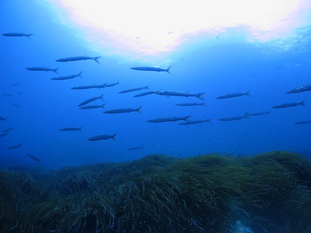 Soller Divers - Centro de buceo PADI y SSI en Port de Sóller, Foto 3 von 4