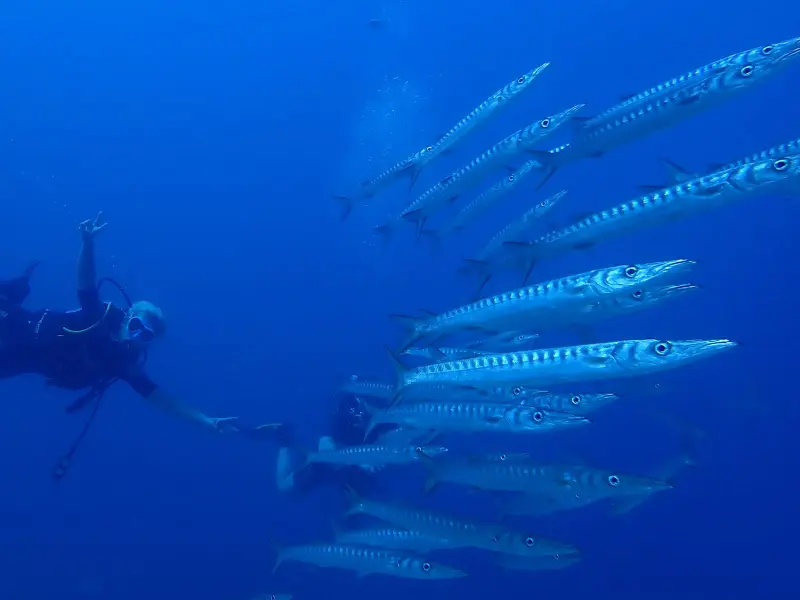 Slide image  1