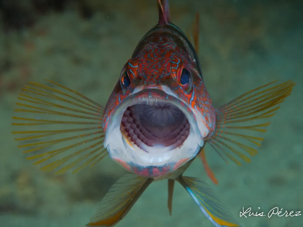 Buceo La Galera - Centro PADI en Moraira, Costa Blanca, foto 3 de 4