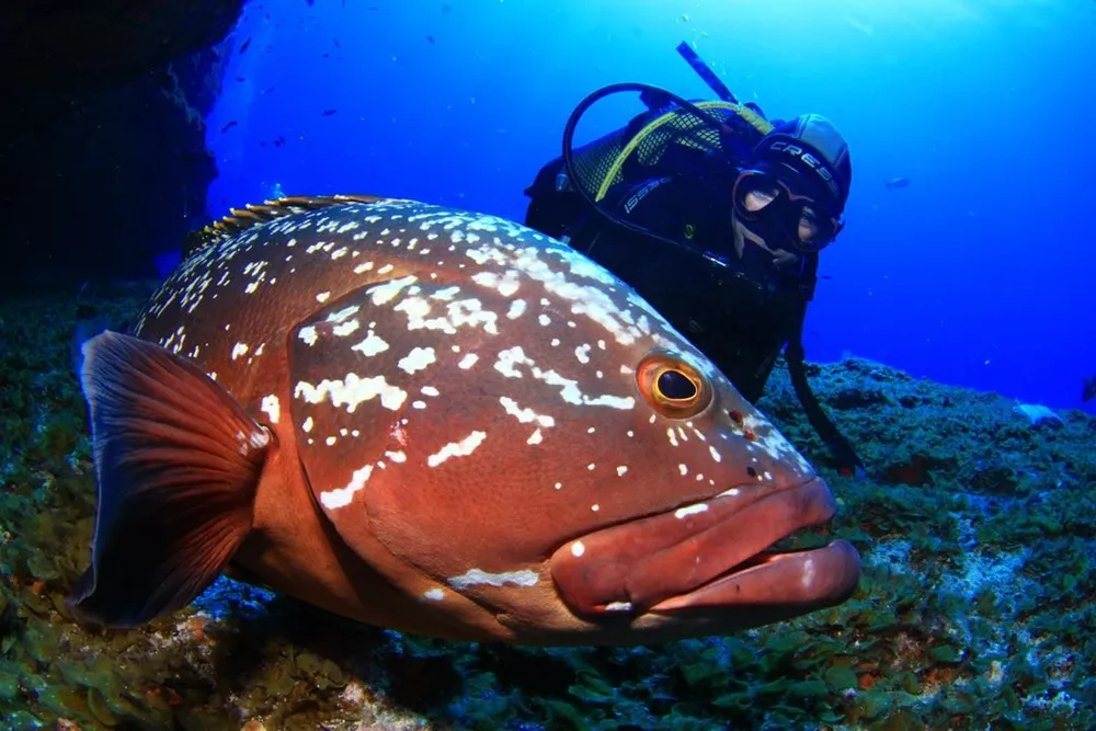 Rubicón Diving - Centro de buceo SSI en Playa Blanca, Lanzarote, foto 2 de 4